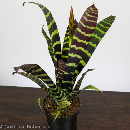 Flaming Sword Bromeliad - Gold Leaf Botanicals