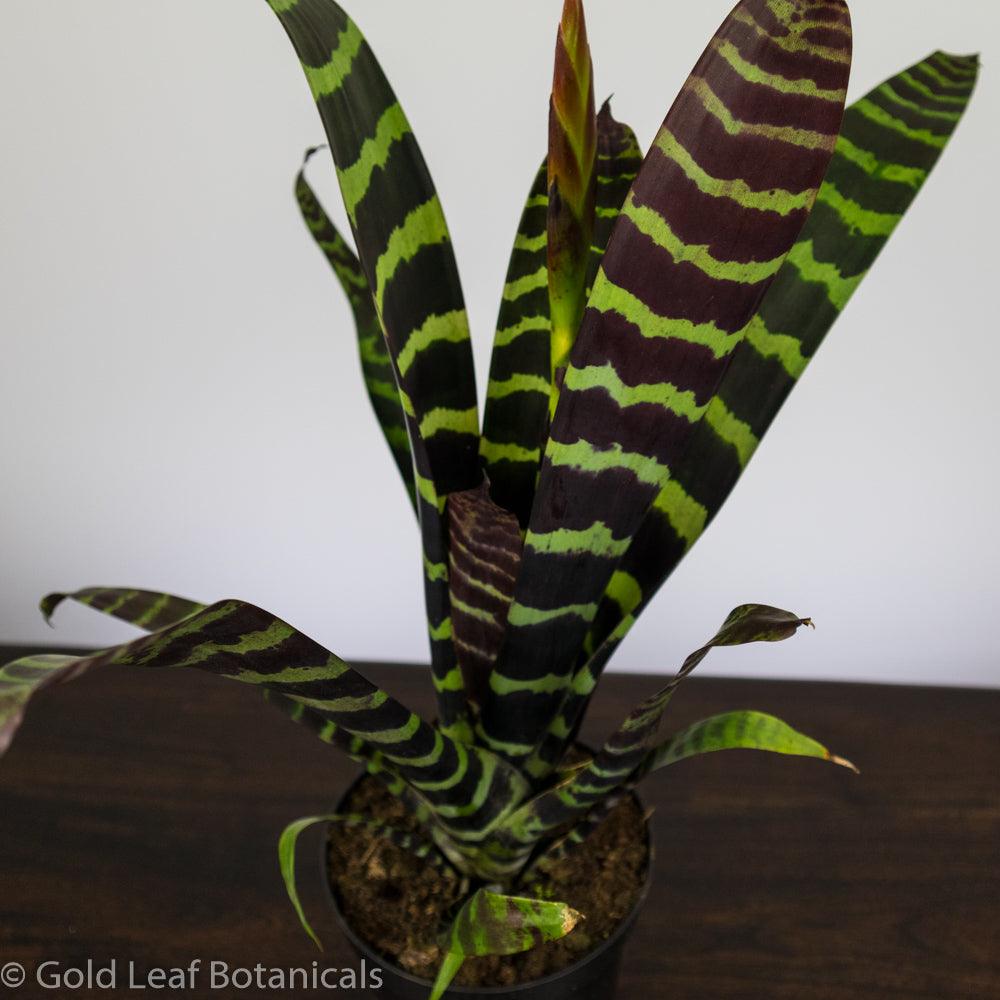 Flaming Sword Bromeliad - Gold Leaf Botanicals