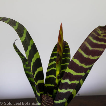 Flaming Sword Bromeliad - Gold Leaf Botanicals