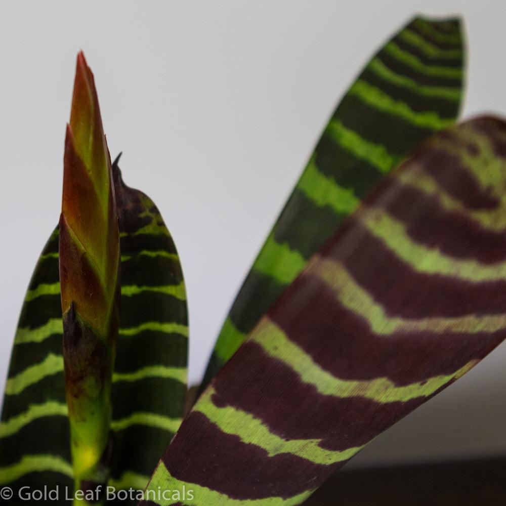 Flaming Sword Bromeliad - Gold Leaf Botanicals