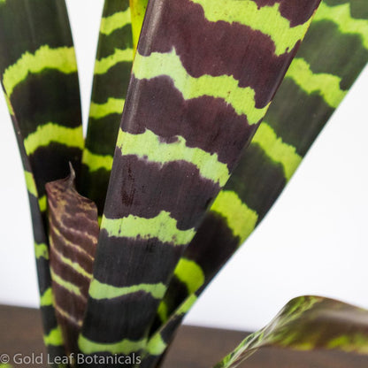 Flaming Sword Bromeliad - Gold Leaf Botanicals