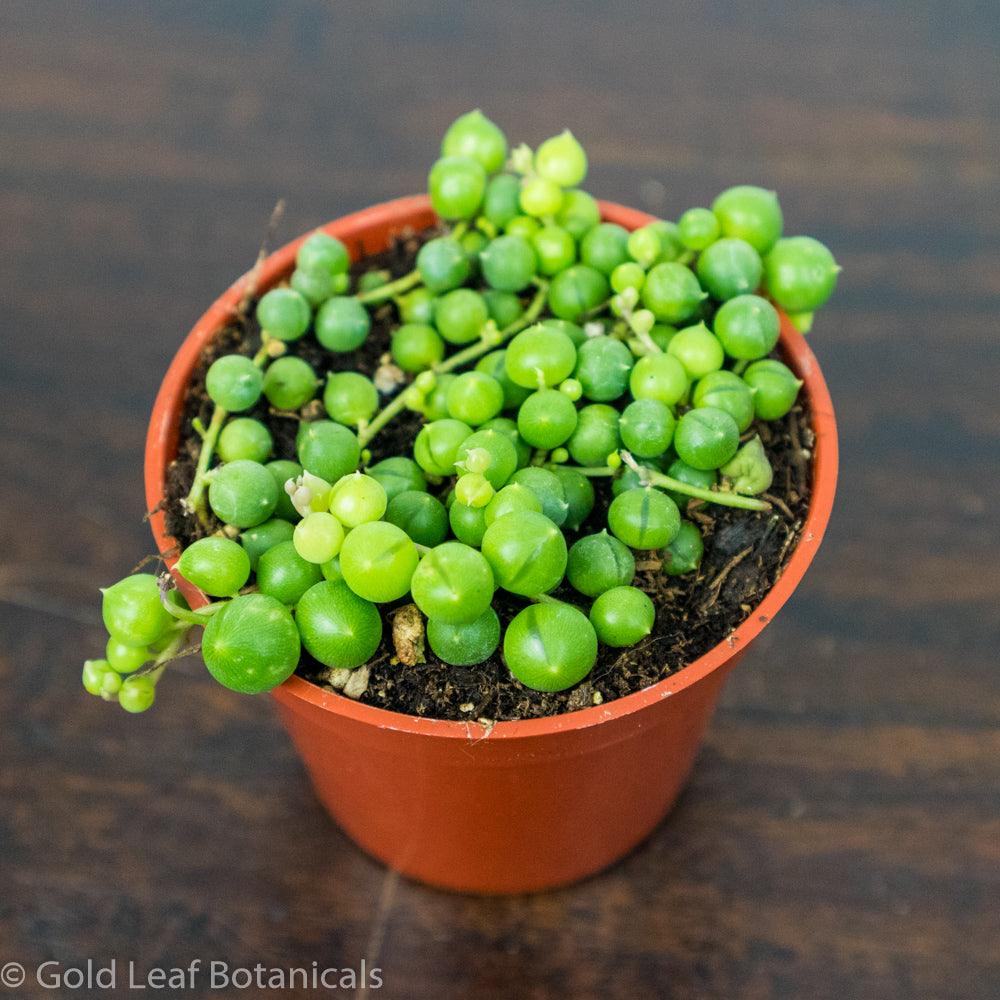 Buy String of Pearls For Sale Ontario Canada