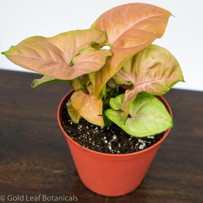 Buy a Strawberry Syngonium