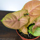 Strawberry Syngonium For Sale