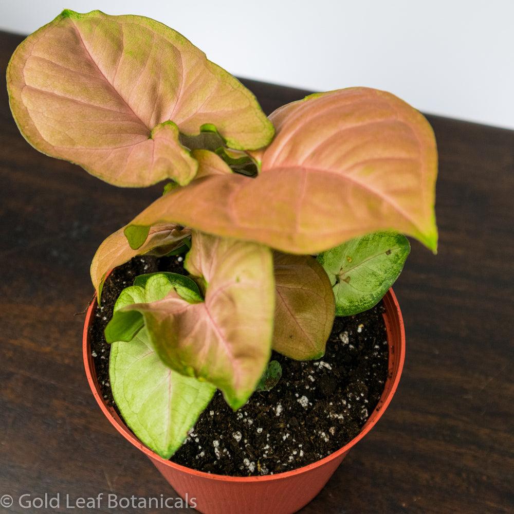 Strawberry Syngonium Sun Requirements