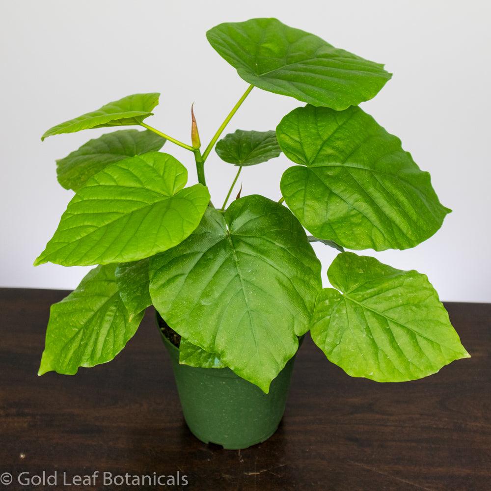 Ficus Umbellata Water and Sun