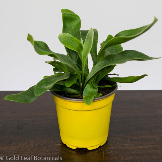 Staghorn Fern - Gold Leaf Botanicals