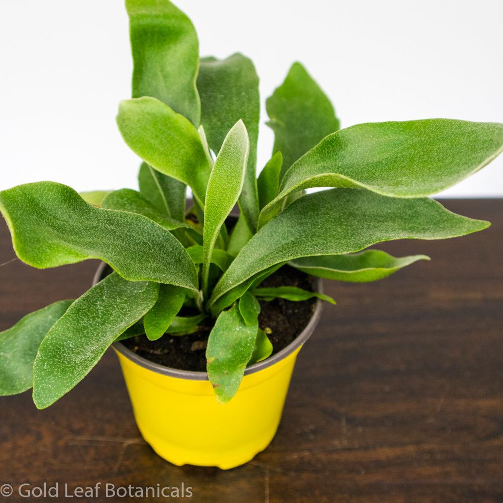 Staghorn Fern - Gold Leaf Botanicals