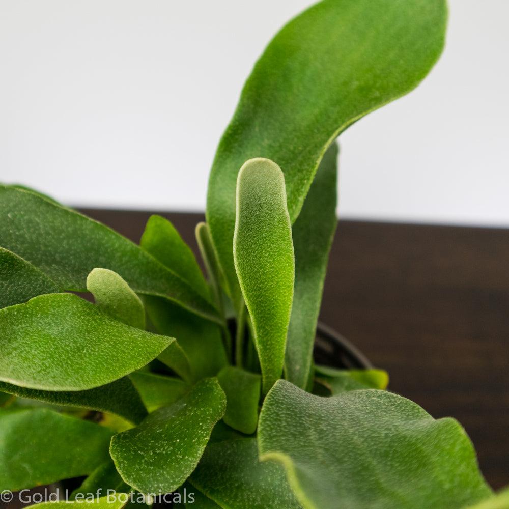 Staghorn Fern - Gold Leaf Botanicals