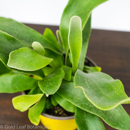 Staghorn Fern - Gold Leaf Botanicals