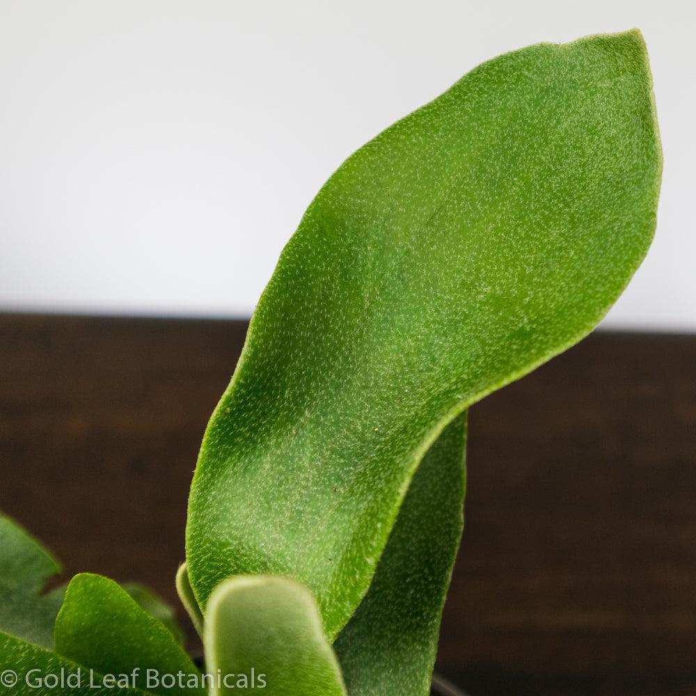 Staghorn Fern - Gold Leaf Botanicals