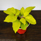 Schefflera Neon - Gold Leaf Botanicals