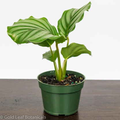 Calathea Orbifolia Care