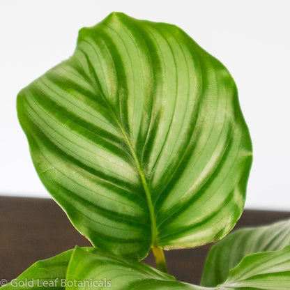 Calathea Orbifolia Ontario Canada