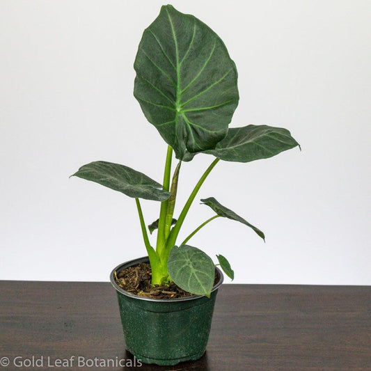 Alocasia Regal Shield Care