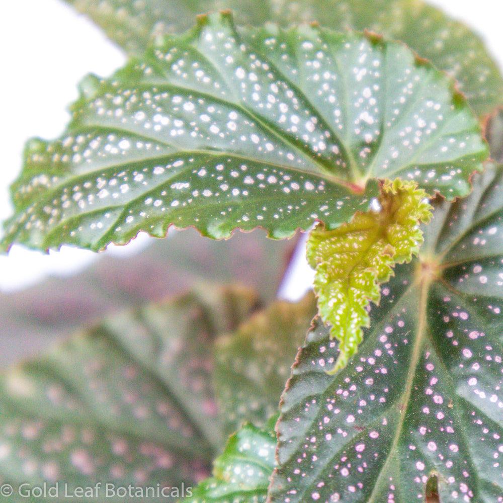 Begonia Pink Polka Dot - Gold Leaf Botanicals