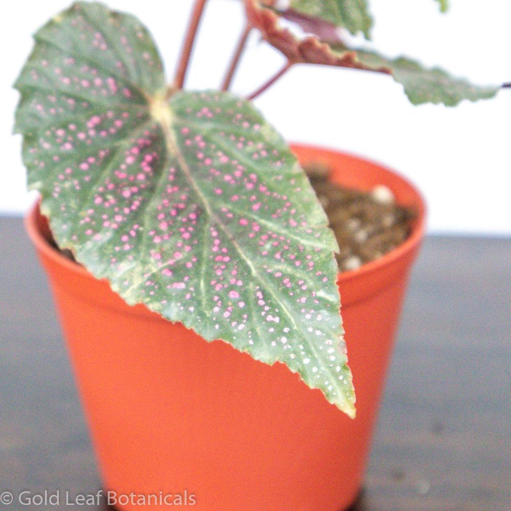 Begonia Pink Polka Dot - Gold Leaf Botanicals