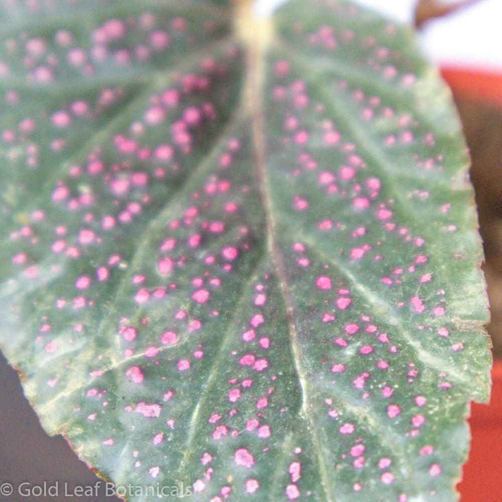 Begonia Pink Polka Dot - Gold Leaf Botanicals