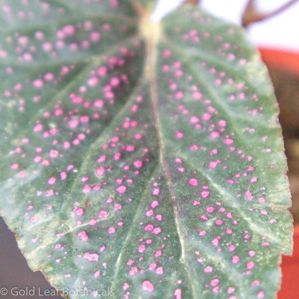 Begonia Pink Polka Dot - Gold Leaf Botanicals