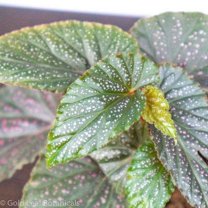 Begonia Pink Polka Dot - Gold Leaf Botanicals