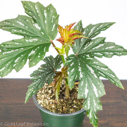 Sophia Angel Wing Begonia - Gold Leaf Botanicals