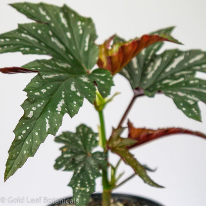 Sophia Angel Wing Begonia - Gold Leaf Botanicals