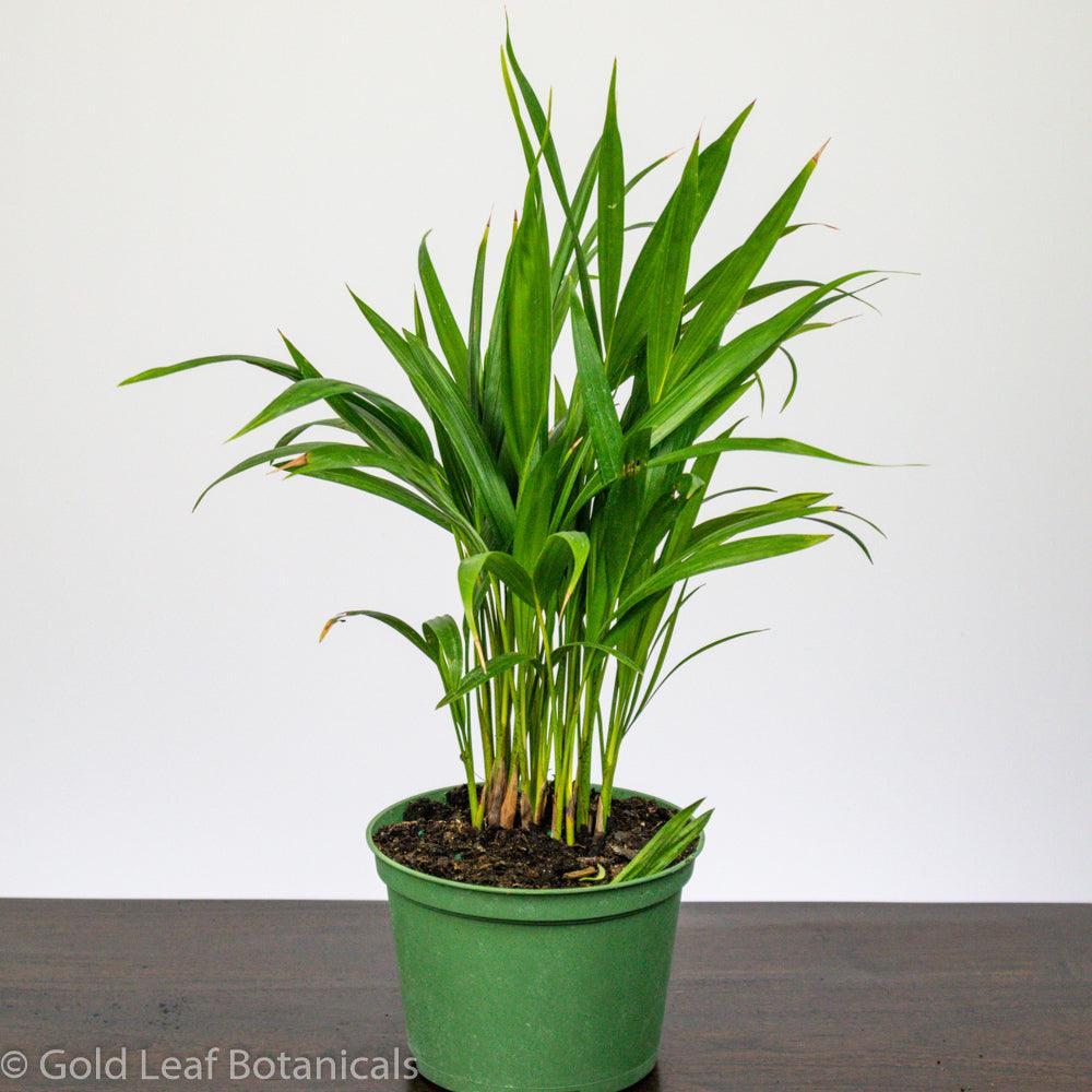 Palm Plant - Gold Leaf Botanicals