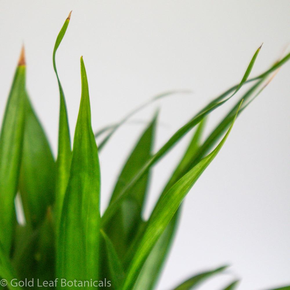 Palm Plant - Gold Leaf Botanicals