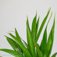 Palm Plant - Gold Leaf Botanicals