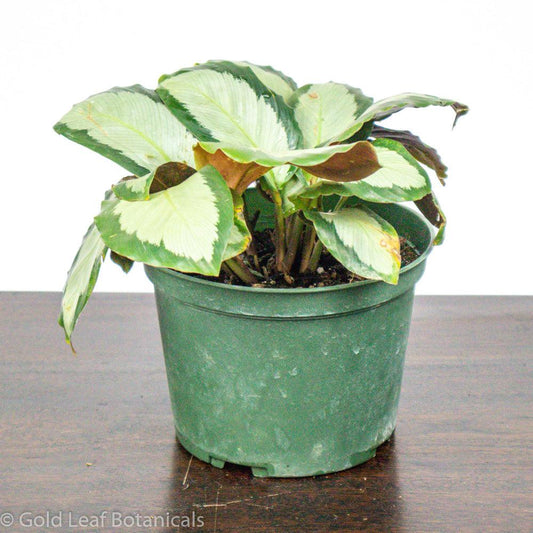 Calathea Picturata Care