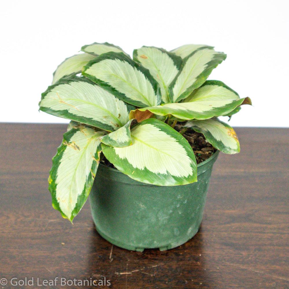 Buy Calathea Picturata