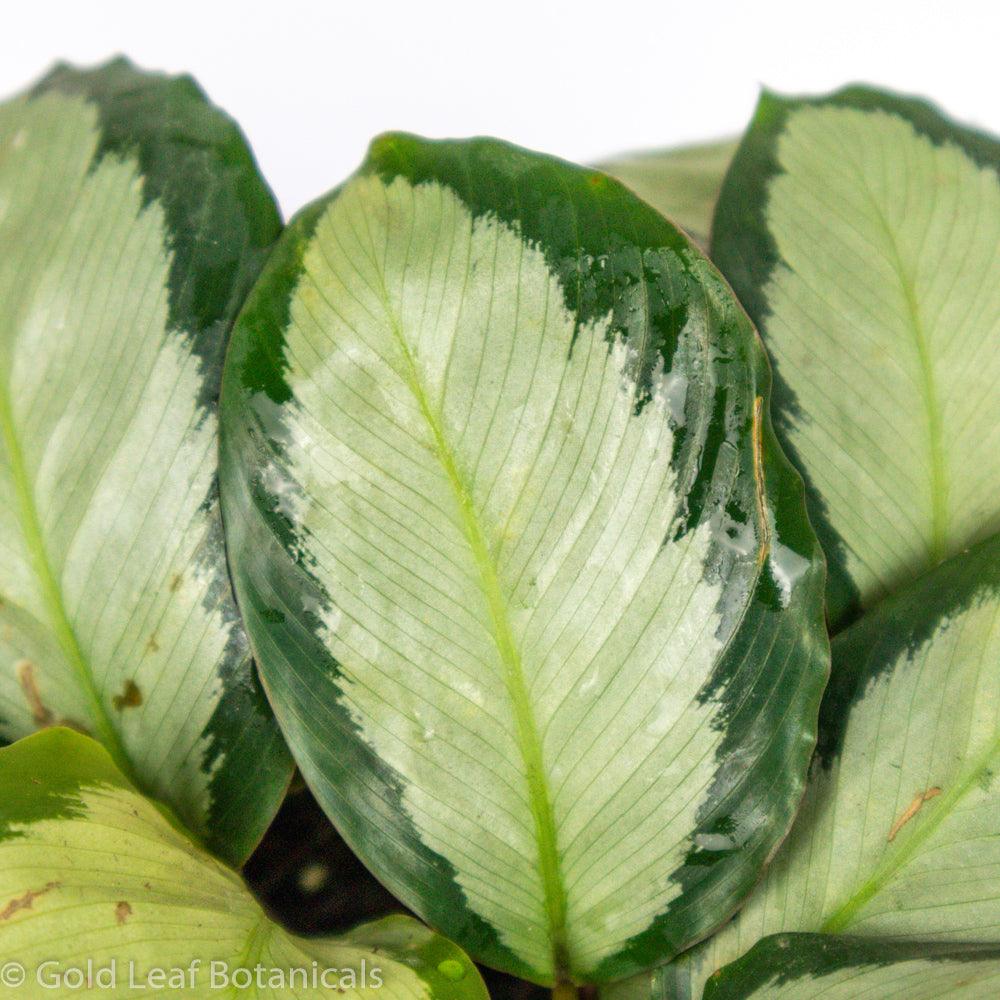 Calathea Picturata Water