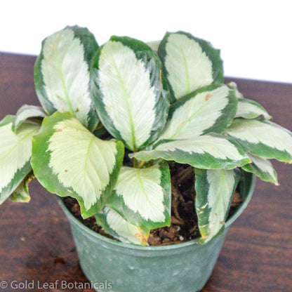 Calathea Picturata Sun