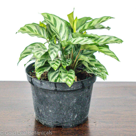 Calathea Freddie Care