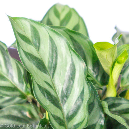 Calathea Freddie For Sale