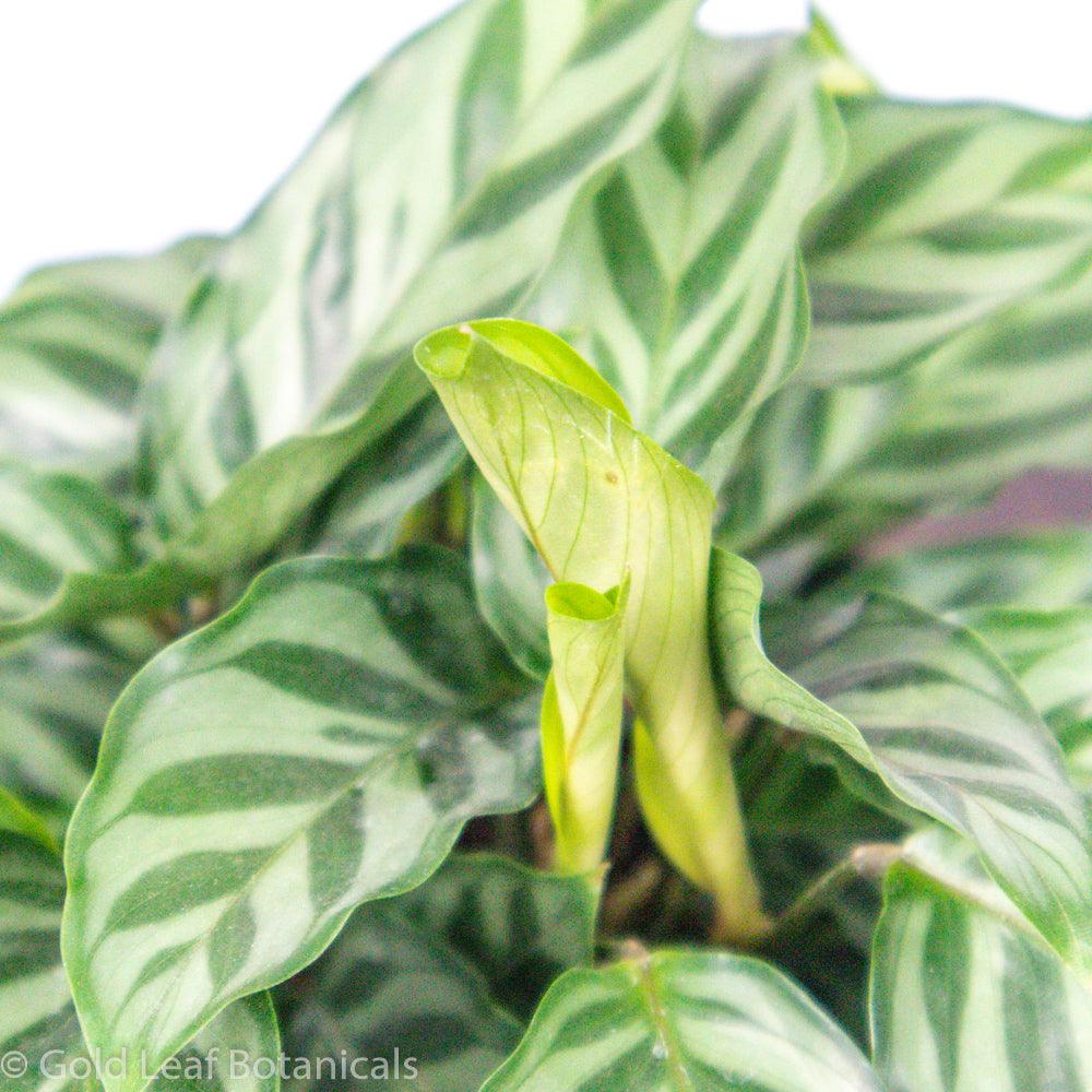 Calathea Freddie Ontario Canada