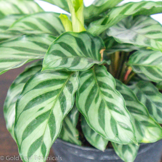 Calathea Freddie Care