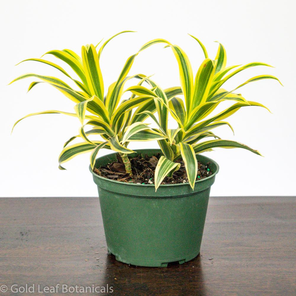 Song of India Dracaena - Gold Leaf Botanicals