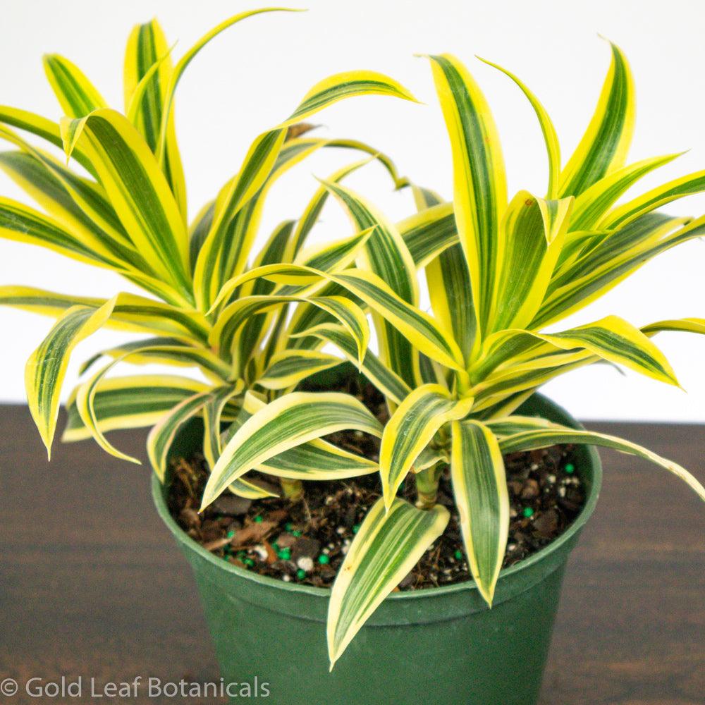 Song of India Dracaena - Gold Leaf Botanicals