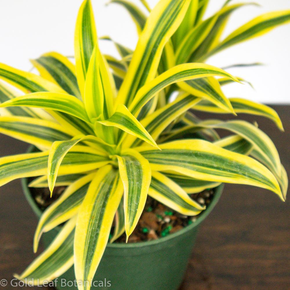 Song of India Dracaena - Gold Leaf Botanicals