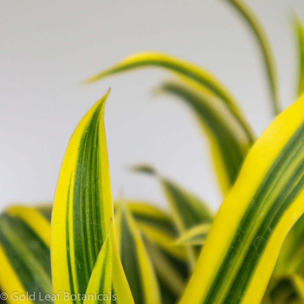 Song of India Dracaena - Gold Leaf Botanicals