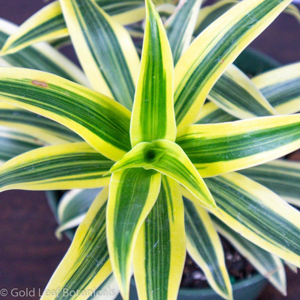 Song of India Dracaena - Gold Leaf Botanicals