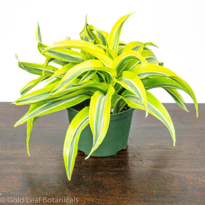 dracaena lemon surprise toxic Lemon Lime Surprise Dracaena Care