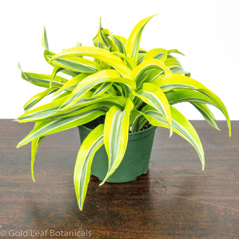 Lemon Lime Surprise Dracaena - Gold Leaf Botanicals