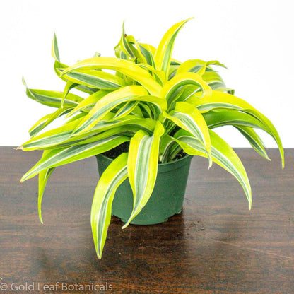 Lemon Lime Surprise Dracaena - Gold Leaf Botanicals