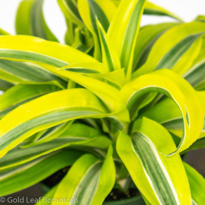 Lemon Lime Surprise Dracaena - Gold Leaf Botanicals