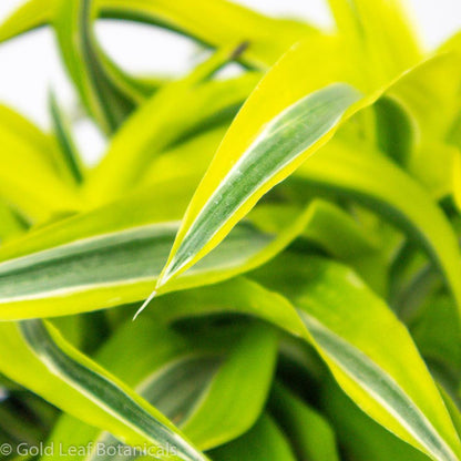 Lemon Lime Surprise Dracaena - Gold Leaf Botanicals