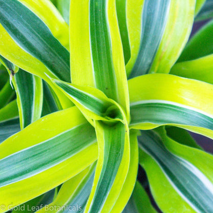 Lemon Lime Surprise Dracaena - Gold Leaf Botanicals