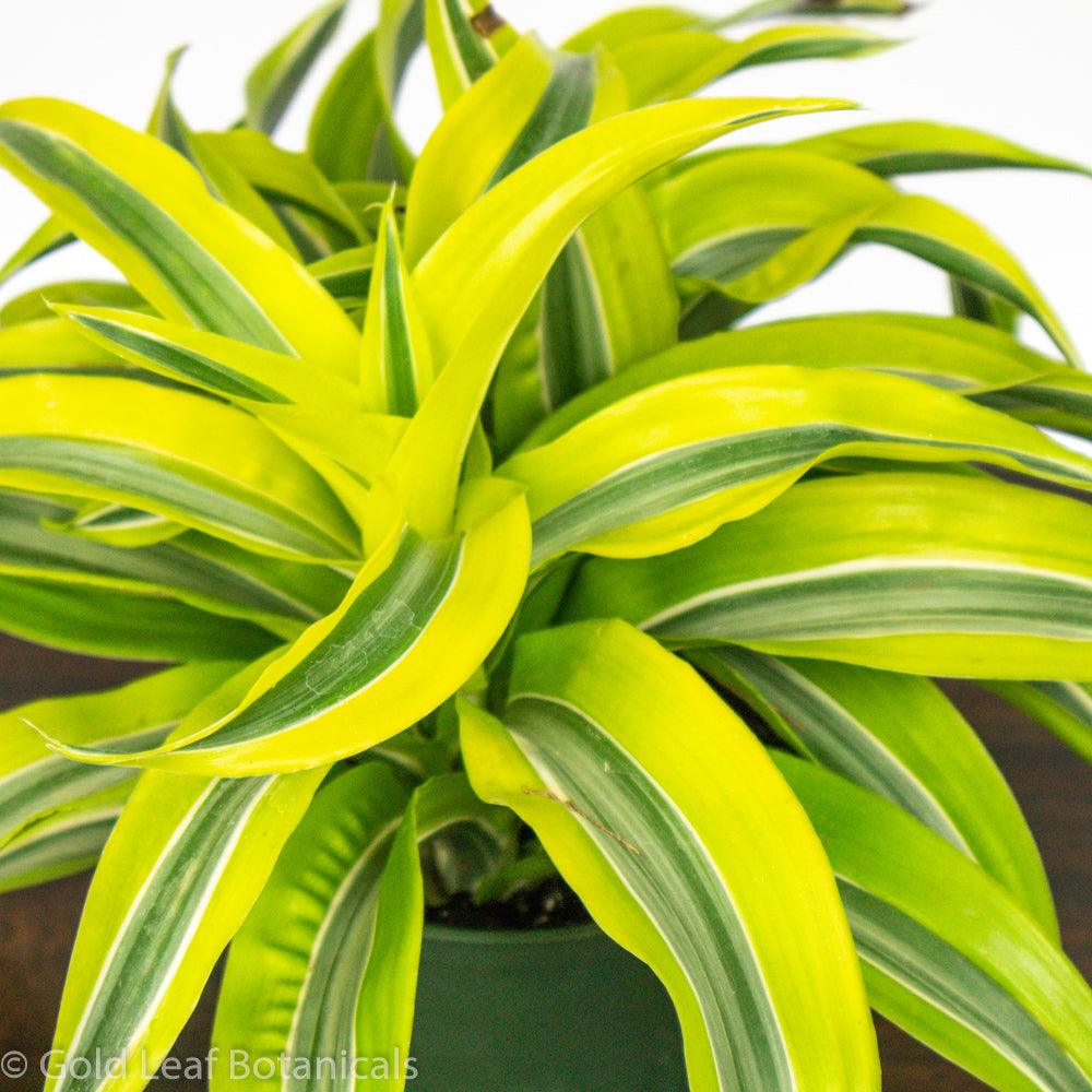 Lemon Lime Surprise Dracaena - Gold Leaf Botanicals