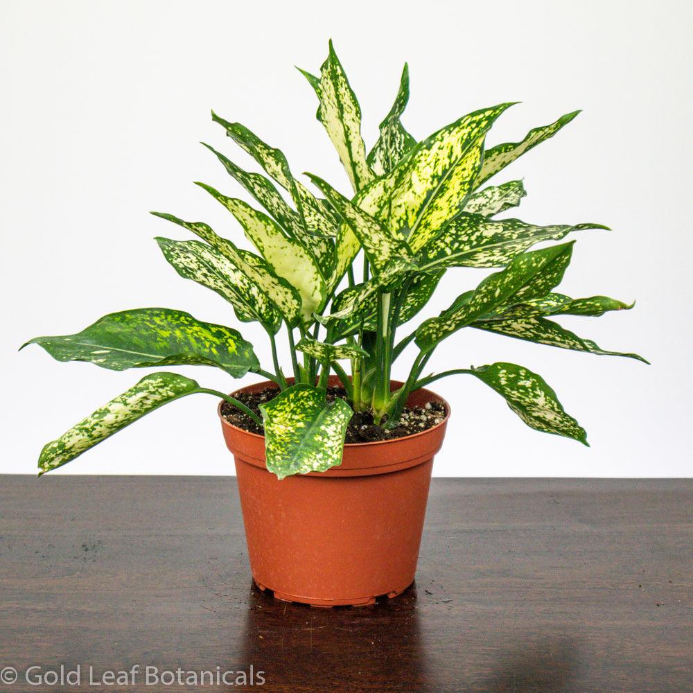 Aglaonema White Dalmatian Care